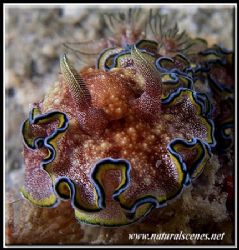 Today’s lucky shot is a Girdled Glossodoris, I had never ... by Yves Antoniazzo 